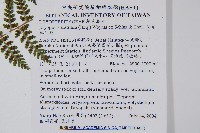 闊葉鱗毛蕨藏品圖，第7張