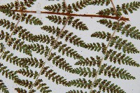 闊葉鱗毛蕨藏品圖，第8張