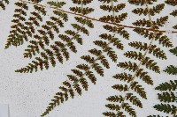 闊葉鱗毛蕨藏品圖，第9張