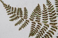 闊葉鱗毛蕨藏品圖，第10張