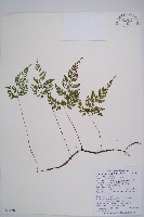 寬葉冷蕨藏品圖，第1張