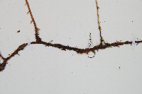 寬葉冷蕨藏品圖，第3張