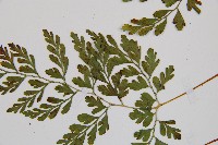 寬葉冷蕨藏品圖，第4張