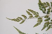 寬葉冷蕨藏品圖，第6張