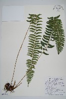 臺東耳蕨藏品圖，第1張