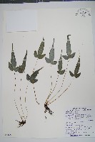 岩鳳尾蕨藏品圖，第1張