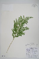 密葉卷柏藏品圖，第1張