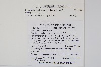 密葉卷柏藏品圖，第2張