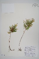 擬密葉卷柏藏品圖，第1張