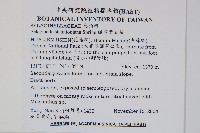 擬密葉卷柏藏品圖，第2張