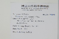 松葉蕨藏品圖，第2張