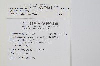 團扇蕨藏品圖，第2張