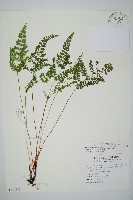 三角葉陵齒蕨藏品圖，第1張
