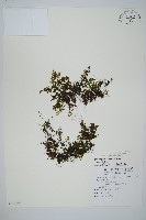 厚壁蕨藏品圖，第1張