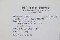 雉尾烏毛蕨藏品圖，第2張