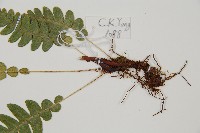 雉尾烏毛蕨藏品圖，第3張