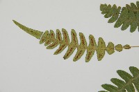 雉尾烏毛蕨藏品圖，第5張