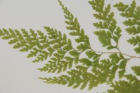 大膜蓋蕨藏品圖，第2張