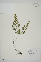 鐵線蕨藏品圖，第1張