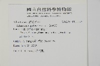 鐵線蕨藏品圖，第2張