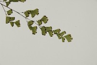 鐵線蕨藏品圖，第3張