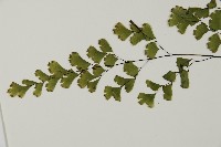 鐵線蕨藏品圖，第4張