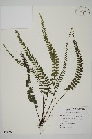 馬來鐵線蕨藏品圖，第1張