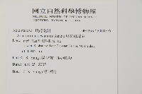 馬來鐵線蕨藏品圖，第2張