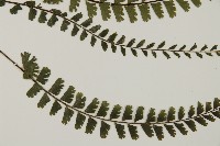 馬來鐵線蕨藏品圖，第3張