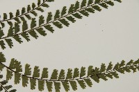 馬來鐵線蕨藏品圖，第4張