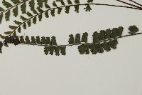 馬來鐵線蕨藏品圖，第5張