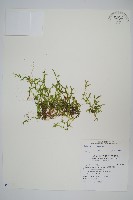 擬日本卷柏藏品圖，第1張