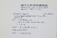 細裂羽節蕨藏品圖，第2張