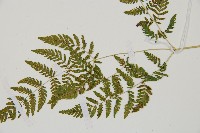 細裂羽節蕨藏品圖，第3張