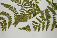 細裂羽節蕨藏品圖，第5張