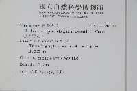 姬書帶蕨藏品圖，第2張