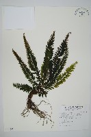 菲律賓厚葉蕨藏品圖，第1張