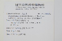 菲律賓厚葉蕨藏品圖，第2張