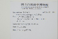 海島鱗始蕨藏品圖，第2張