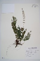 刺蕨藏品圖，第1張