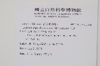 刺蕨藏品圖，第2張