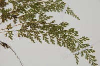 烏蕨藏品圖，第3張