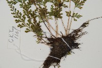 烏蕨藏品圖，第5張