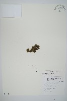 登錄號:P011587藏品圖，第1張