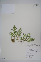 高雄卷柏藏品圖，第1張