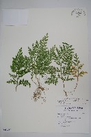 異葉卷柏藏品圖，第1張