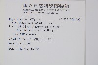 玉山耳蕨藏品圖，第2張