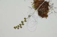 岡本氏岩蕨藏品圖，第4張