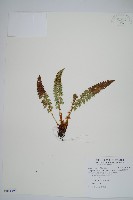 針葉耳蕨藏品圖，第1張