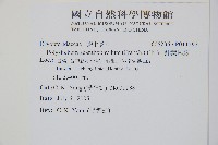 針葉耳蕨藏品圖，第2張